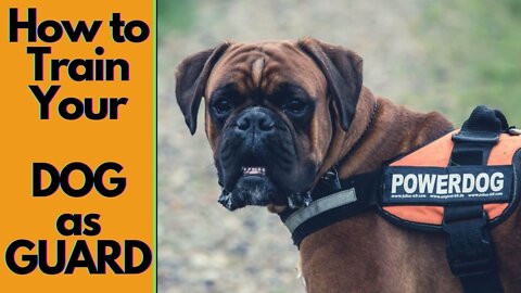 Guard Dog Training Step by Step
