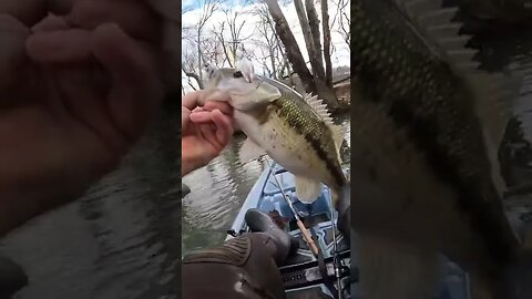 CHUNKY Creek Bass Smashes Spinnerbait!