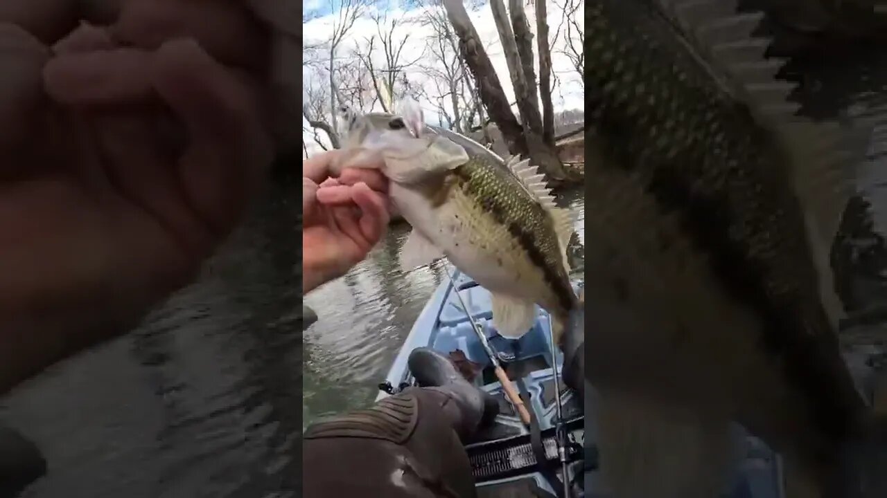 CHUNKY Creek Bass Smashes Spinnerbait!