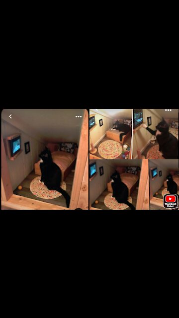 Cat watching tv and change channel using remort