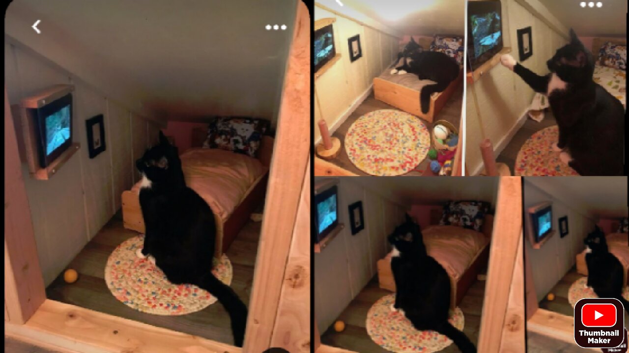 Cat watching tv and change channel using remort