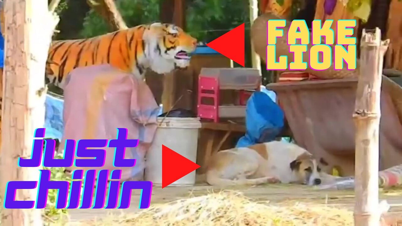 Fake Lion Prank On DOG VERY FUNNY