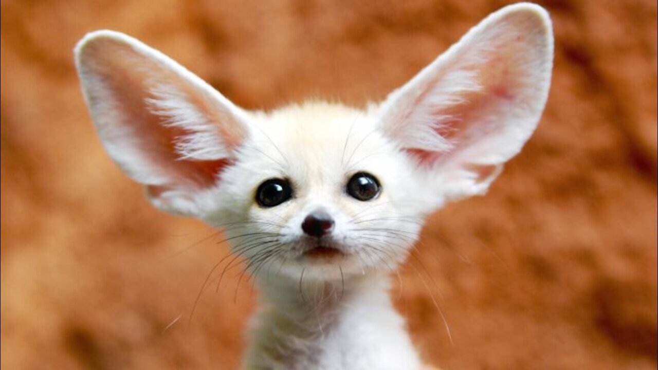 Funny animal videos