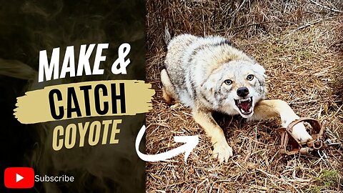 Coyote Set & Next Day Catch - Eason Season