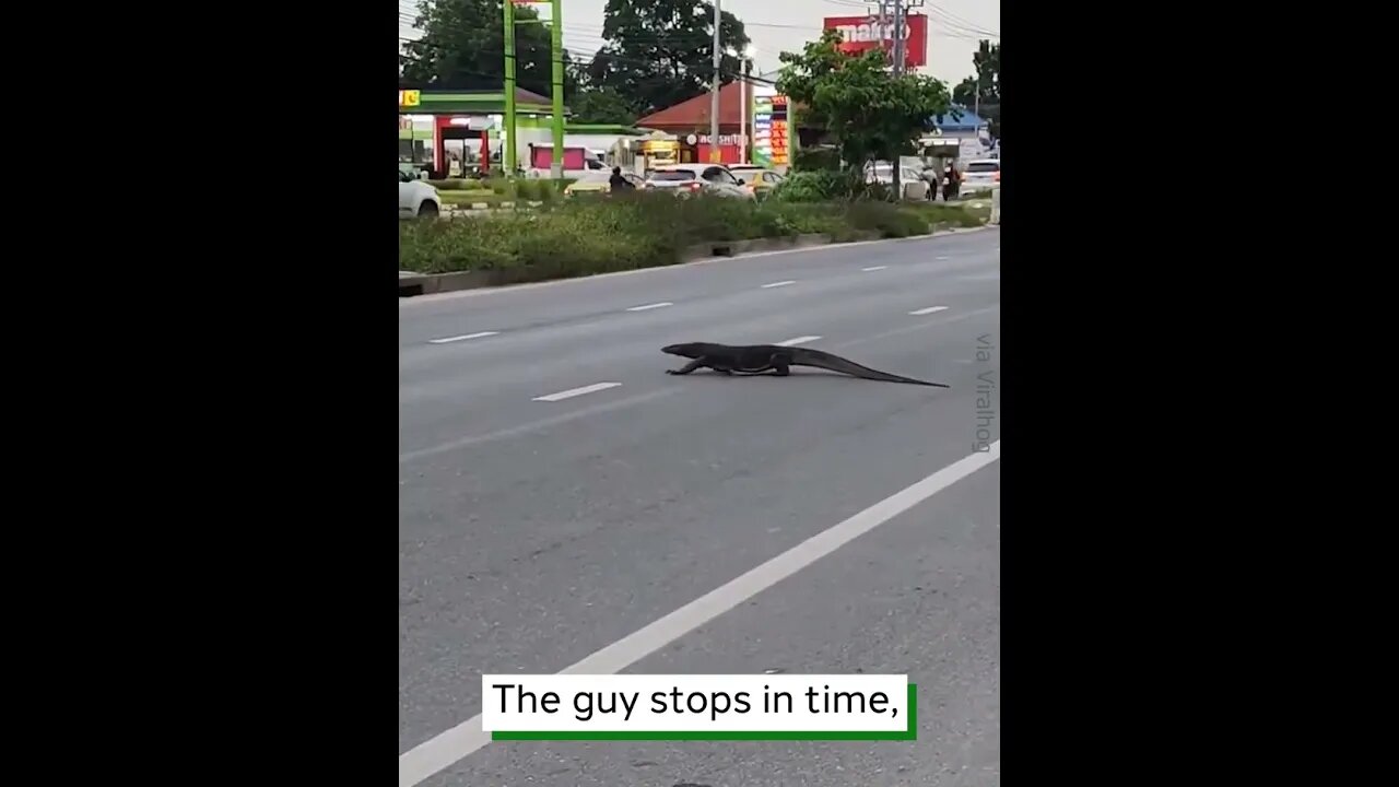 Monitor Lizard Crosses Busy Street