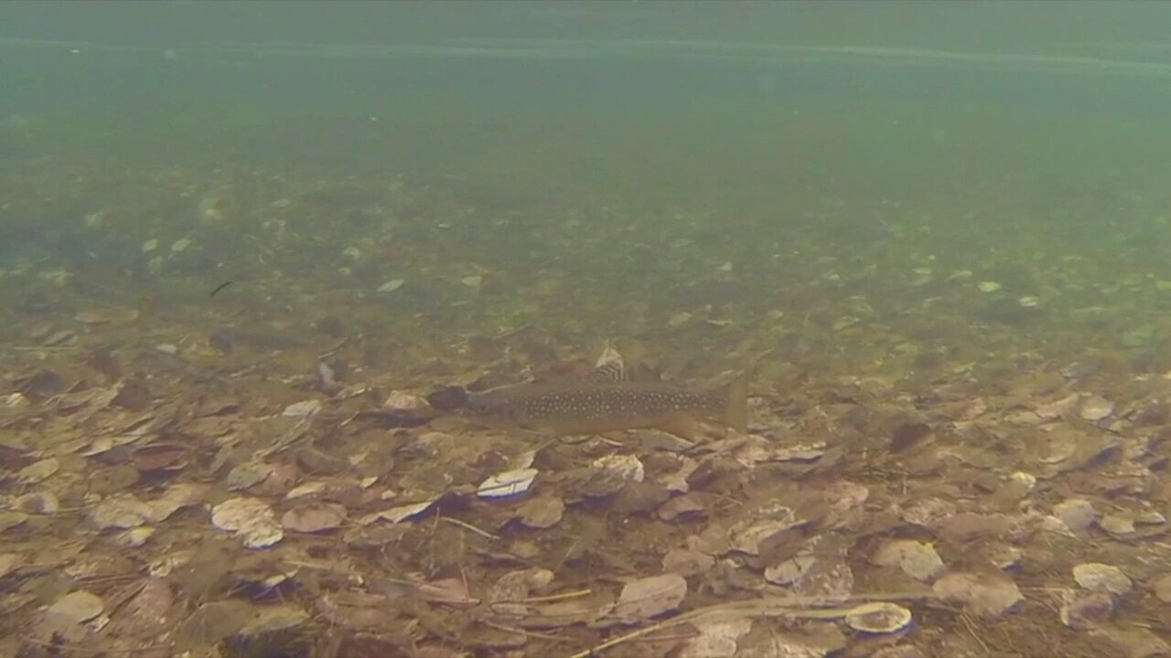 Brook Trout Swimming in Browns Creek - Underwater View