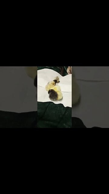 Day old Bantam Chicks