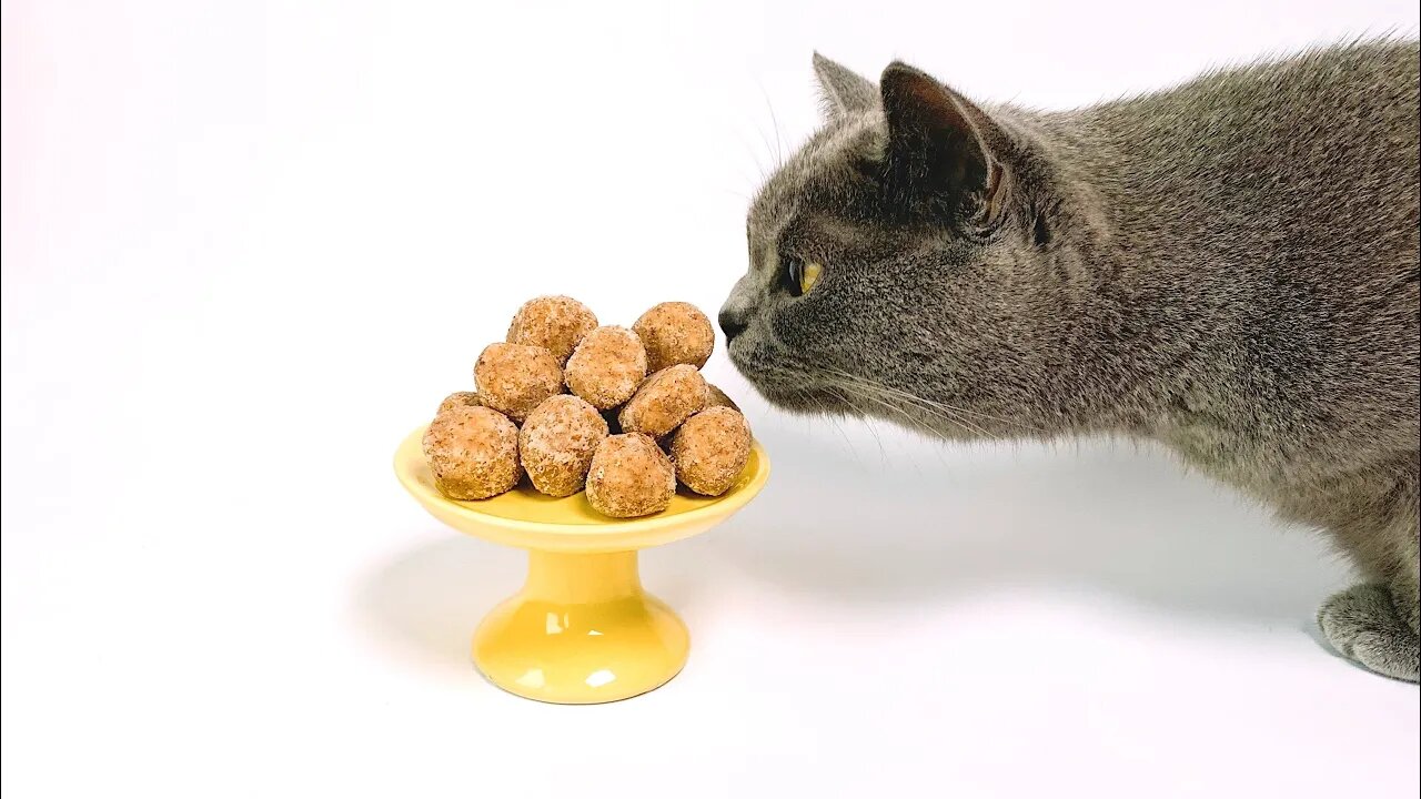 Try NOT to Laugh! 😹 This Kitty Set Off a Stink Bomb Right In the Other Kitty's Face! (#88) #Clips
