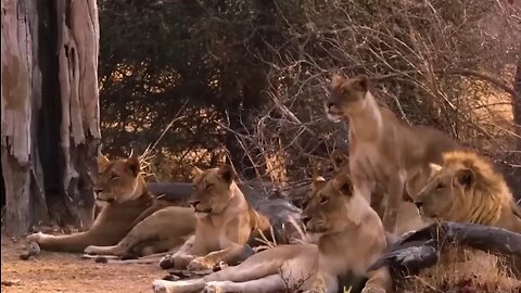 The painful Lion Received A Tragic End Buffaloes Hunt Fallid Animal World