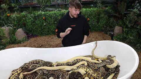 Would You Sit In Snakes For $10,000? | MrBearst |Crazy adventure with MrBeast