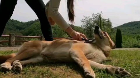 A woman combs the dog's hair.