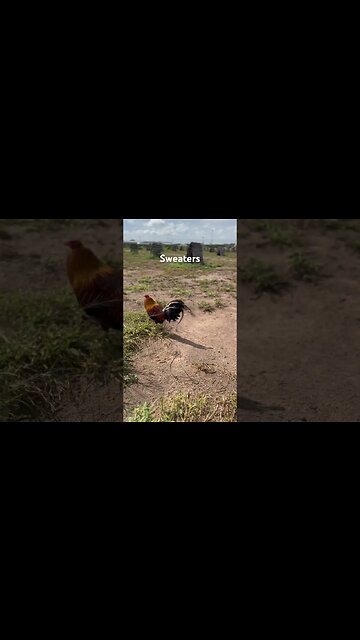 Sweater Line @ LivingWaterFarms247