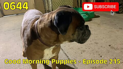 [0644] GOOD MORNING PUPPIES - EPISODE 215 [#dogs #doggos #doggies #puppies #dogdaycare]