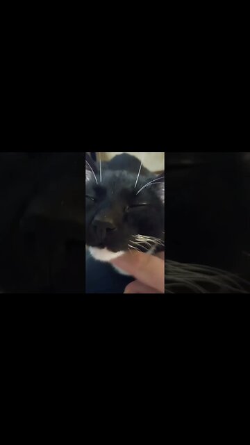 cat on lap #shortsvideo #shortsfeed #youtubeshorts #cat #catvideos