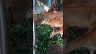 Antelopes eating leaves. 😊