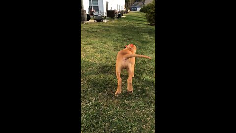 CUTEST Pit Bull puppy EVER!!! 🦁😍🥰