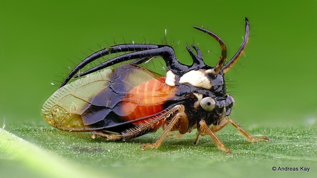 Bizarre Tree-Hopper Insect Feeds Upon Sap From Leaf