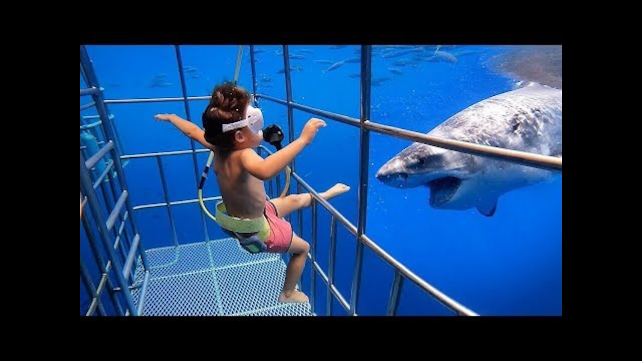 Baby Shark Doo Doo Funniest Babies Reaction To Fish | Funny Babies