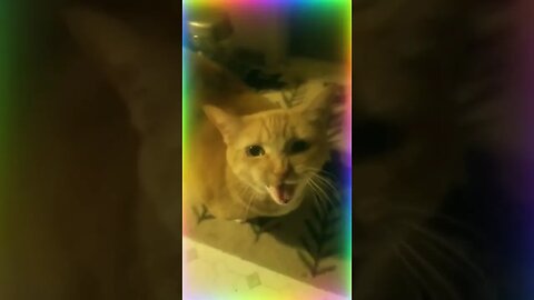 cat walk cat