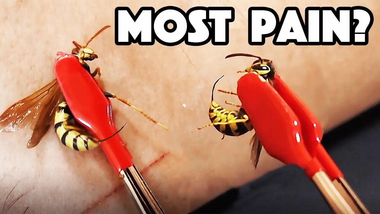 HORNET STING Vs WASP STING! Which hurt WORST?!