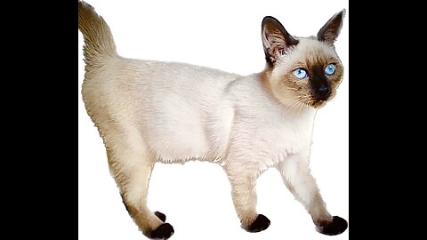 Sidra is resting on backpack