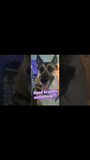 Will You Be Maples Friend? #shorts #doggo #dogshorts #dog #dogs