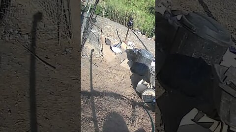 Farm cam. Never ending flow of birds