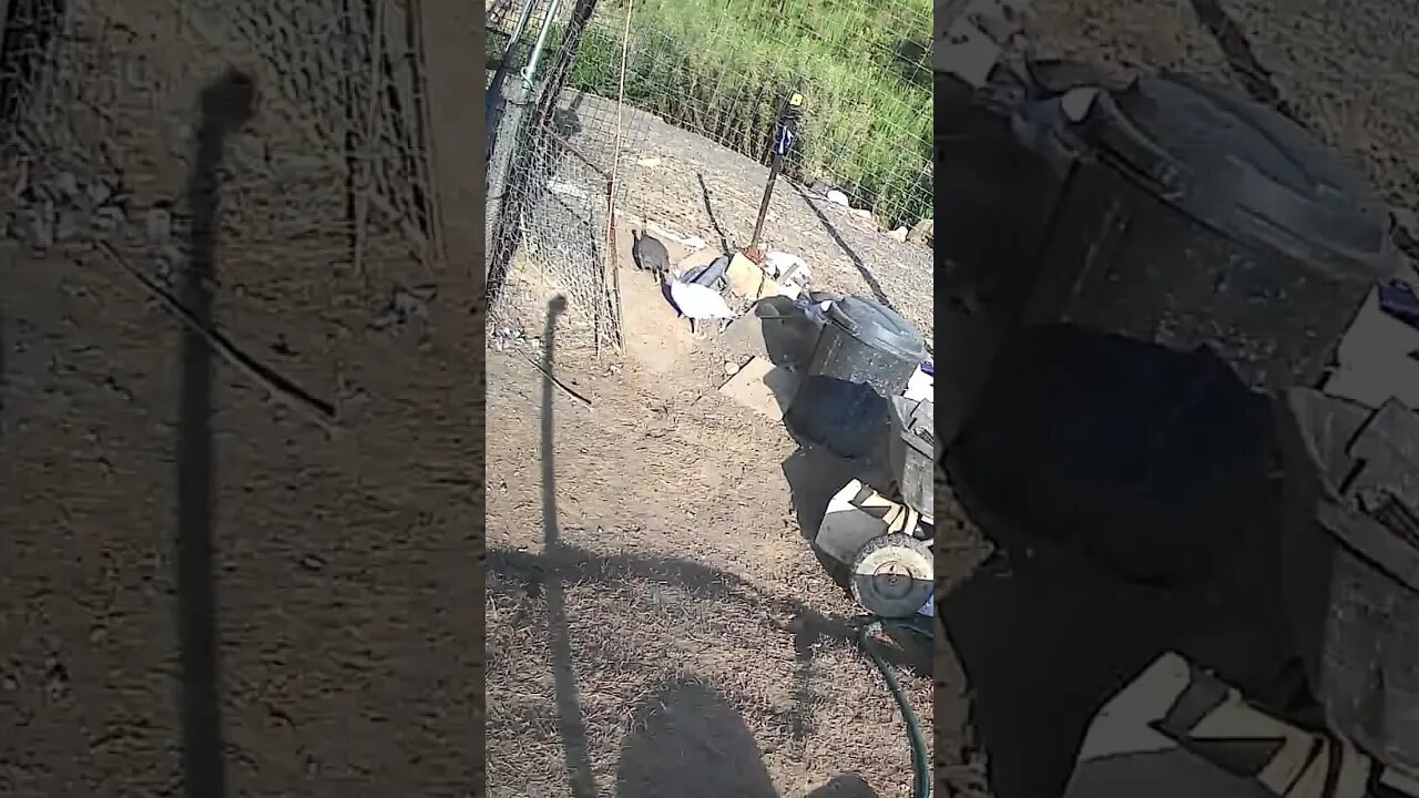 Farm cam. Never ending flow of birds