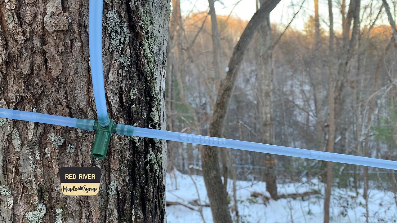 Maple sap flowing!