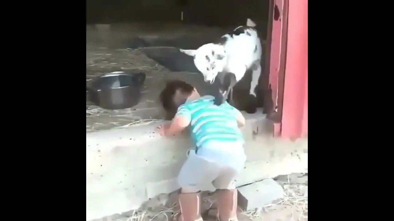 New Goat Message Available 🤣 #UbertainmentFun #Shorts #ytshorts #Dogs #Animals #Fun