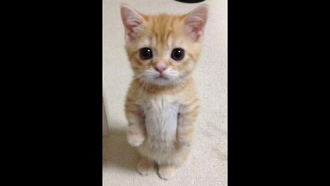 Cute And Funny Kittiy _ Try Not To Laugh To These Pets Compilation