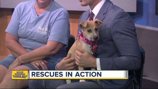 Pet of the week: Sassy is a perfect 2-month-old Hound mix puppy for an active family