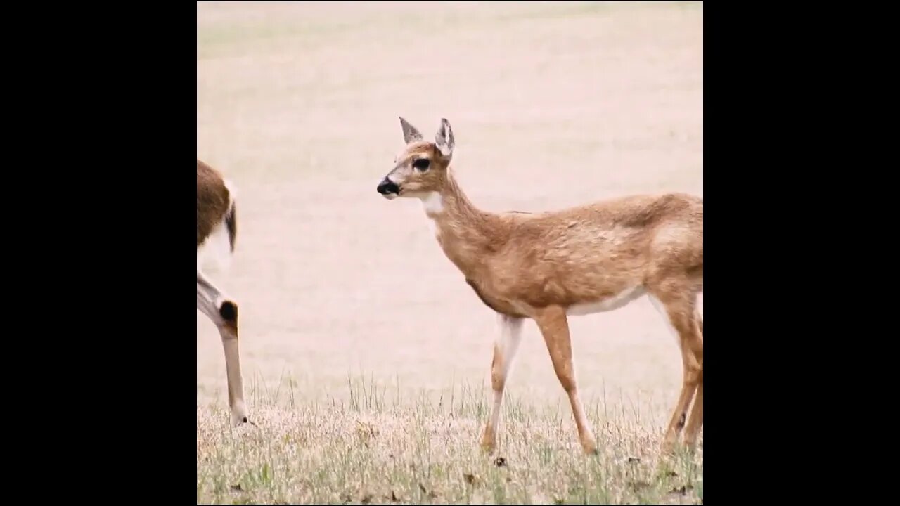 young deer