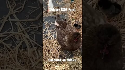 Hen and chicks are doing great!