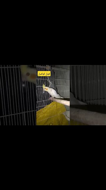 كوبل كوكتيل لاتينو عين حمراء كيوت روعة