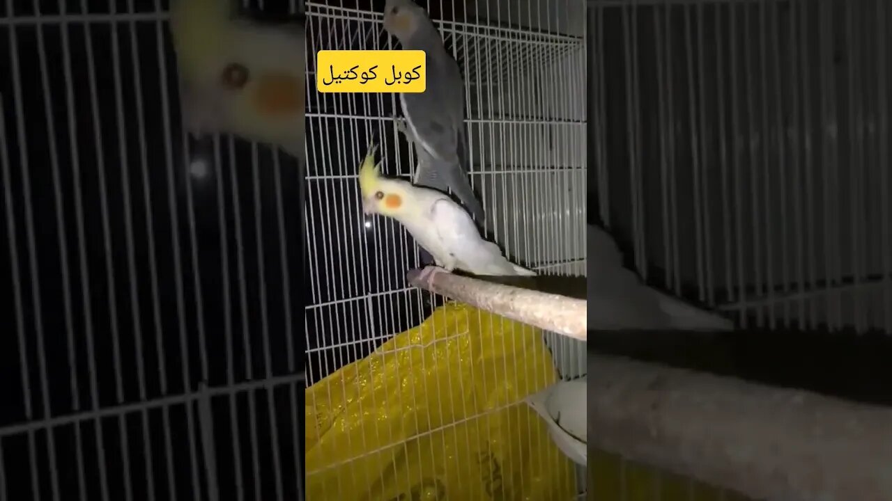 كوبل كوكتيل لاتينو عين حمراء كيوت روعة