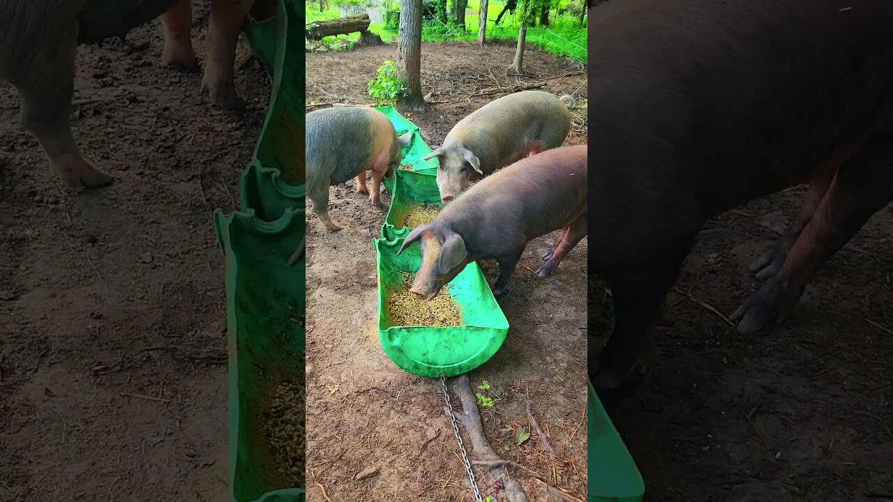 Pigs Eating Breakfast @UncleTimsFarm #kärnəvór #carnivore #shorts #hereford #freerangepigs