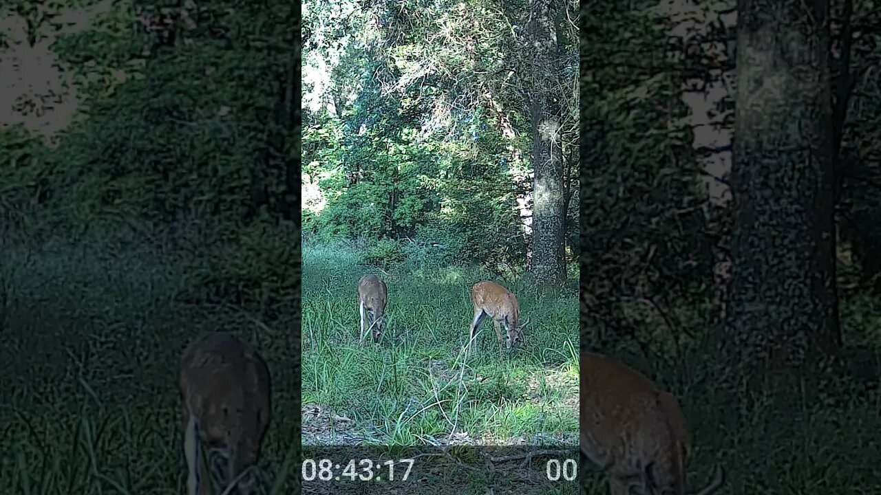 Two young guys #deer