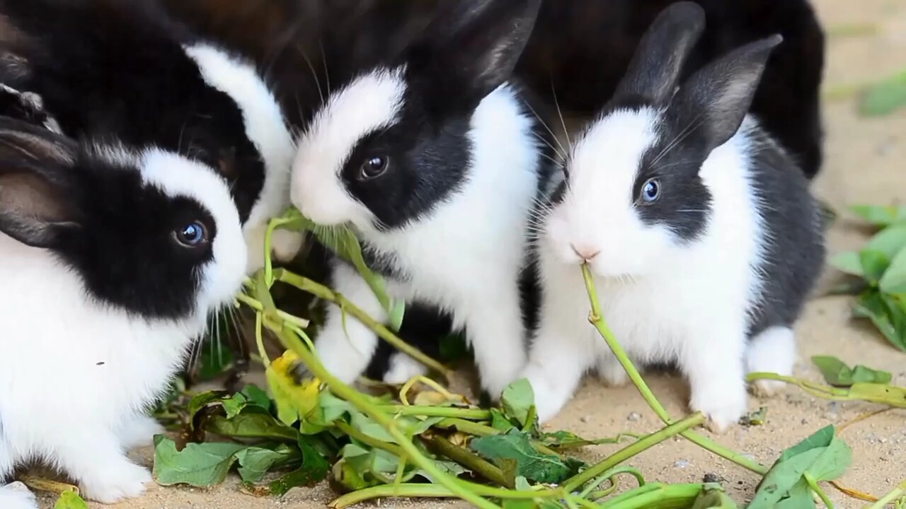 Playfull Rabbits Munching On Greens _ Cute Rabbits as Pets Video _ Rabbit F_Full-HD