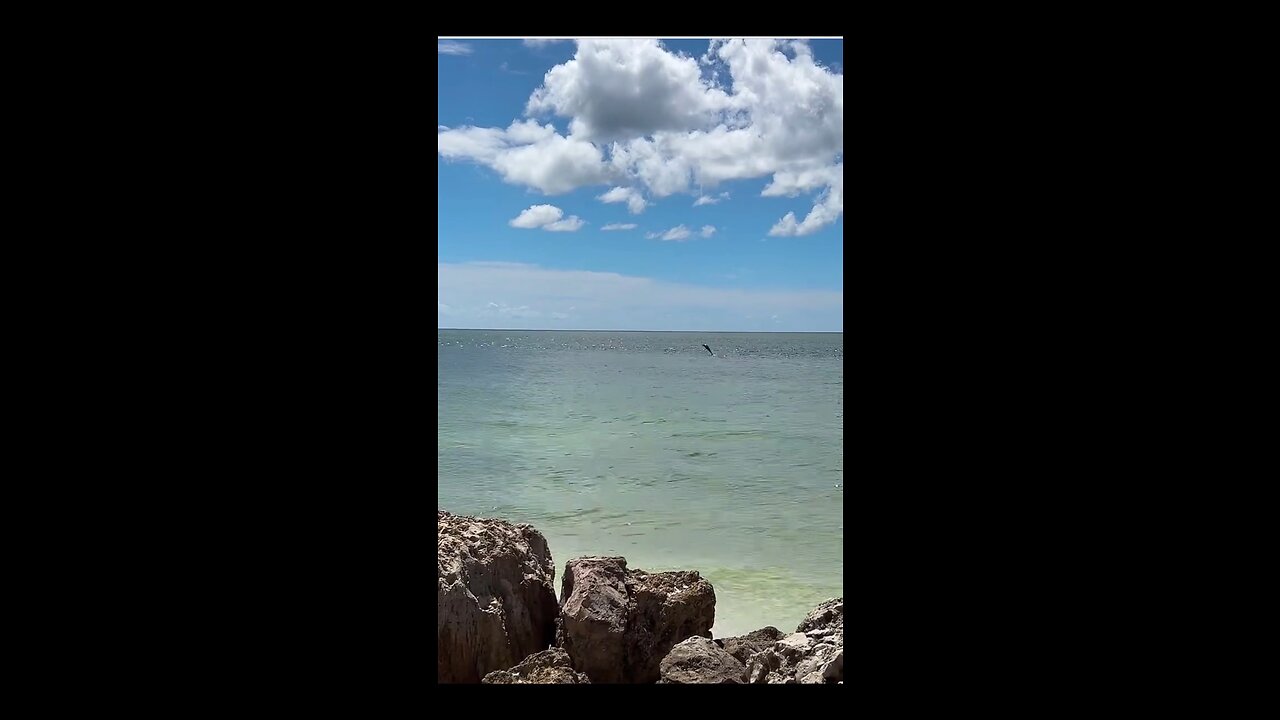 Livestream Highlights Dolphins & Hammerhead Shark #Dolphin #MarcoIsland #Livestream #HammerheadShark