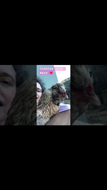 Cuddles with hen ❤️ chickens can be great pets!