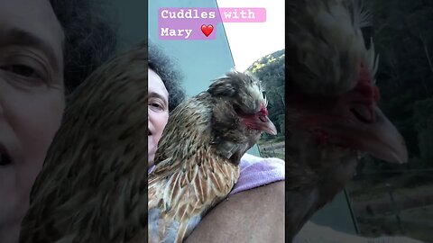 Cuddles with hen ❤️ chickens can be great pets!