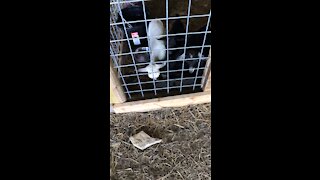 Farm dog and goats￼