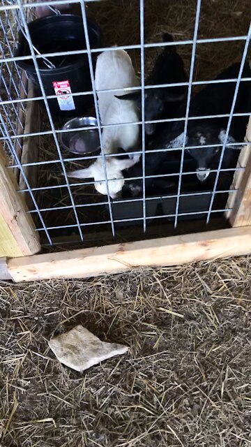 Farm dog and goats￼