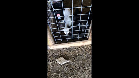 Farm dog and goats￼