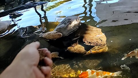 feeding frenzy