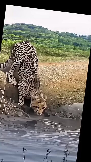 In a sudden move, the 🐊 assaulted the 🐅 as it arrived to drink.😱