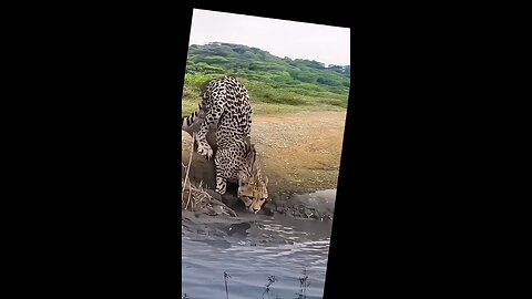 In a sudden move, the 🐊 assaulted the 🐅 as it arrived to drink.😱