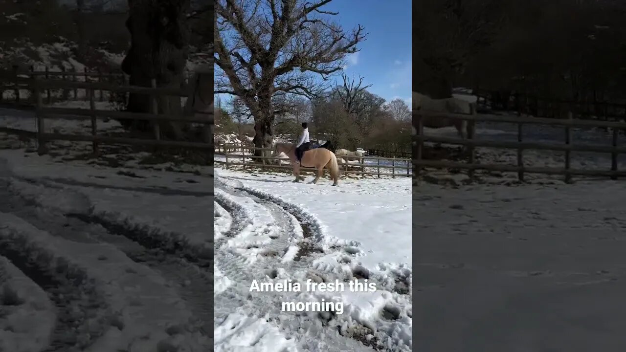 Amelia enjoying our spring snow lol #horse #viral #equestrian #horseriding #fyp #fypシ #youtubeshorts