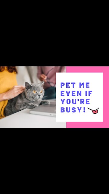 The struggle is real when you work from home and own a cat!